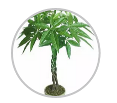 綠植搭配也有講究！