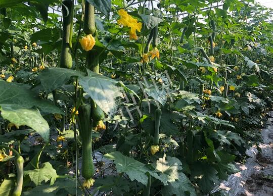 蔬菜種子種植戶客戶點(diǎn)評(píng)-種植“優(yōu)比1號(hào)”差的用戶，差到什么樣子？