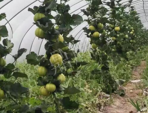 蔬菜種子種植戶客戶點(diǎn)評(píng)-我的乖乖，一株坐果15個(gè)，6元1斤，好賣得很！