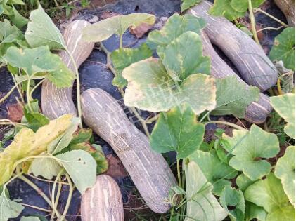 蔬菜種子種植戶客戶點(diǎn)評(píng)-了解它，就能種好它，獲得更高收入！??！