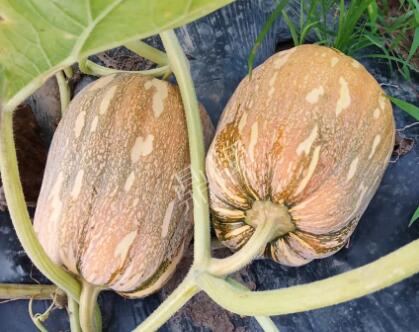 蔬菜種子種植戶客戶點(diǎn)評(píng)-“押寶”押對(duì)了，押對(duì)這個(gè)品種賺了2倍錢！