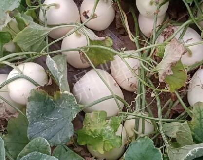 蔬菜種子種植戶客戶點(diǎn)評(píng)-“甜，真甜，真是甜！”