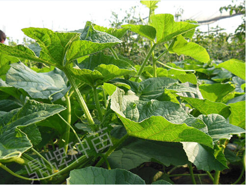 蔬菜種子種植戶客戶點(diǎn)評(píng)-正常生長的甜瓜苗和瘋長的甜瓜苗