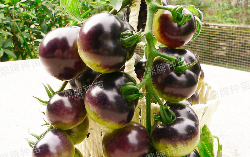 果實(shí)成紫色，口感脆爽