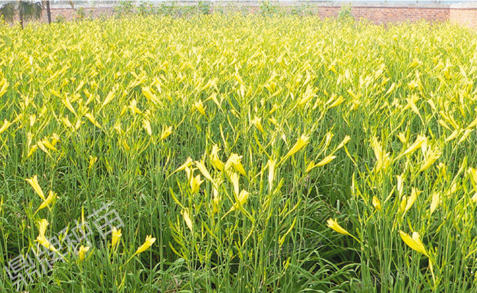 栽后第二年度，進入豐產(chǎn)期