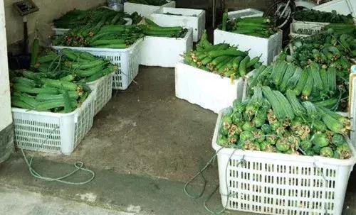 優(yōu)秀絲瓜作品展播，請(qǐng)為菜農(nóng)劉健平夫婦點(diǎn)贊