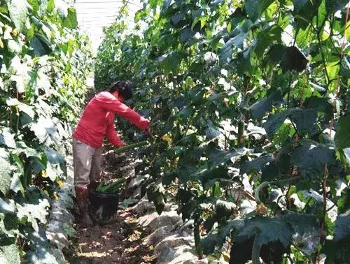 優(yōu)秀絲瓜作品展播，請(qǐng)為菜農(nóng)劉健平夫婦點(diǎn)贊