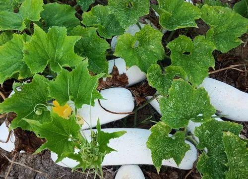 您種植過“堆堆瓜”嗎？看一看，地上全是瓜！一睹芳容