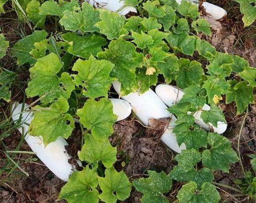 您種植過“堆堆瓜”嗎？看一看，地上全是瓜！一睹芳容