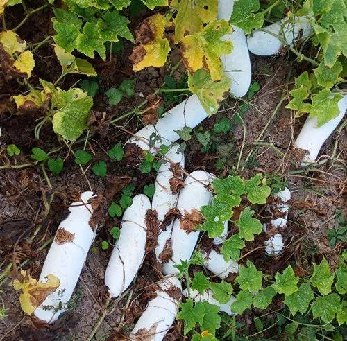 您種植過“堆堆瓜”嗎？看一看，地上全是瓜！一睹芳容