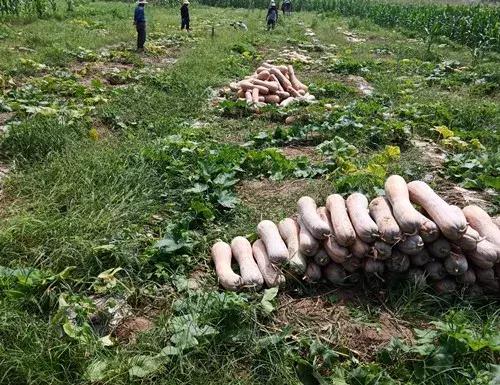 種南瓜竟然種出“麻煩”了，瓜販搶購(gòu)，電視臺(tái)記者也趕來(lái)了