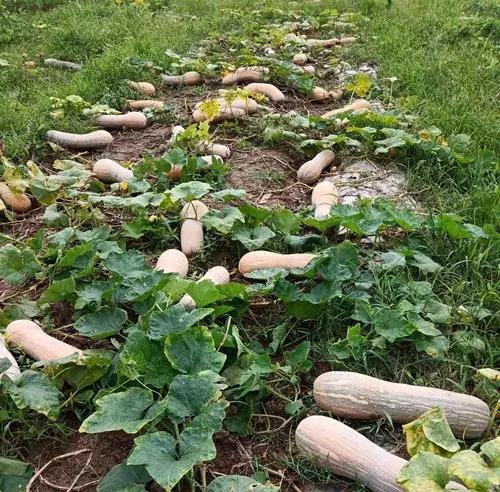 種南瓜竟然種出“麻煩”了，瓜販搶購(gòu)，電視臺(tái)記者也趕來(lái)了