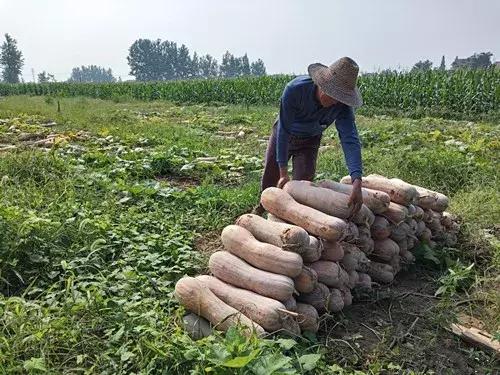 種南瓜竟然種出“麻煩”了，瓜販搶購(gòu)，電視臺(tái)記者也趕來(lái)了