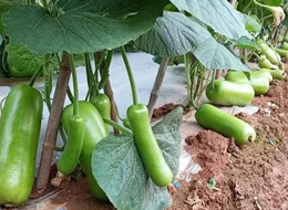 蔬菜種子種植戶客戶點(diǎn)評(píng)-浙江菜農(nóng)種植的鼎牌瓠瓜喜獲豐收，又賣上了好價(jià)錢!