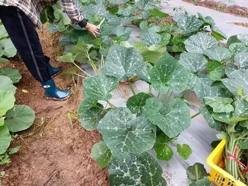 菜農(nóng)種植無需噴農(nóng)藥的蔬菜，不僅栽培簡(jiǎn)單、而且效益高