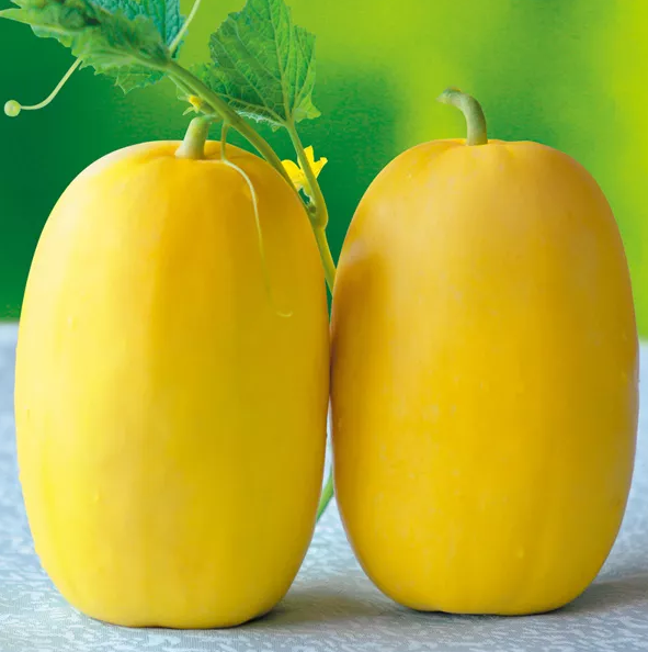 雇工難、成本高，想種甜瓜怎么辦？