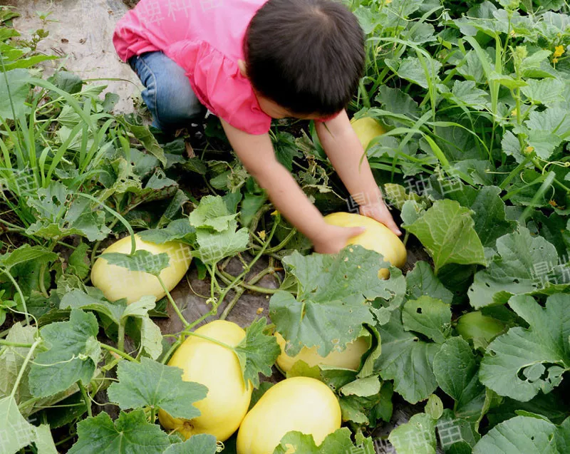 雇工難、成本高，想種甜瓜怎么辦？