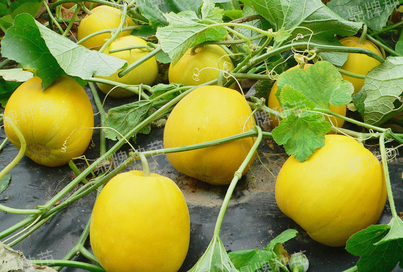 就這4個(gè)薄皮甜瓜，畝產(chǎn)萬斤很輕松，瓜果菜農(nóng)搶著種植