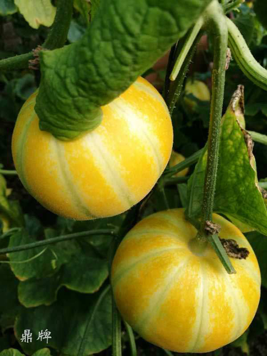 就這4個(gè)薄皮甜瓜，畝產(chǎn)萬斤很輕松，瓜果菜農(nóng)搶著種植