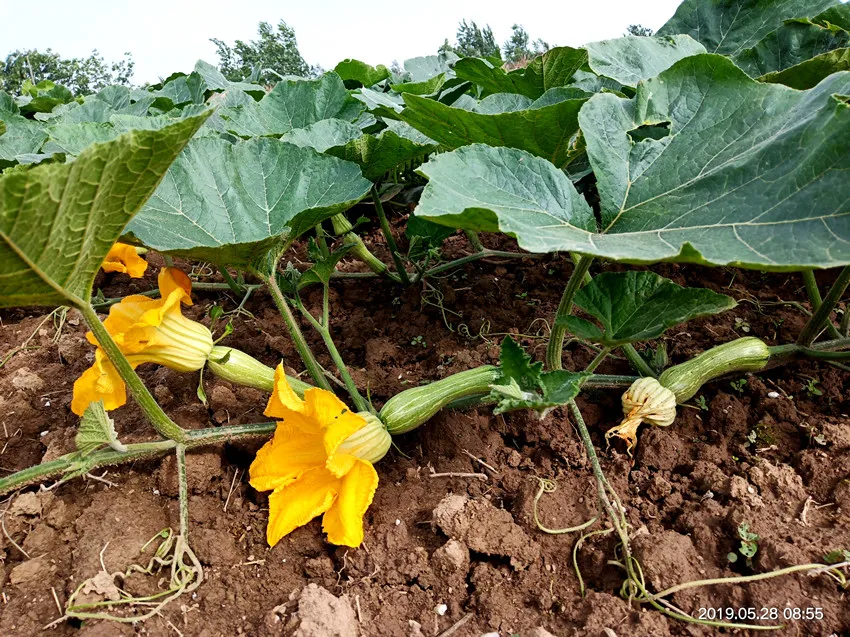 3元1斤的健美蜜本南瓜快成熟了，緬甸種植戶發(fā)來(lái)圖片與視頻