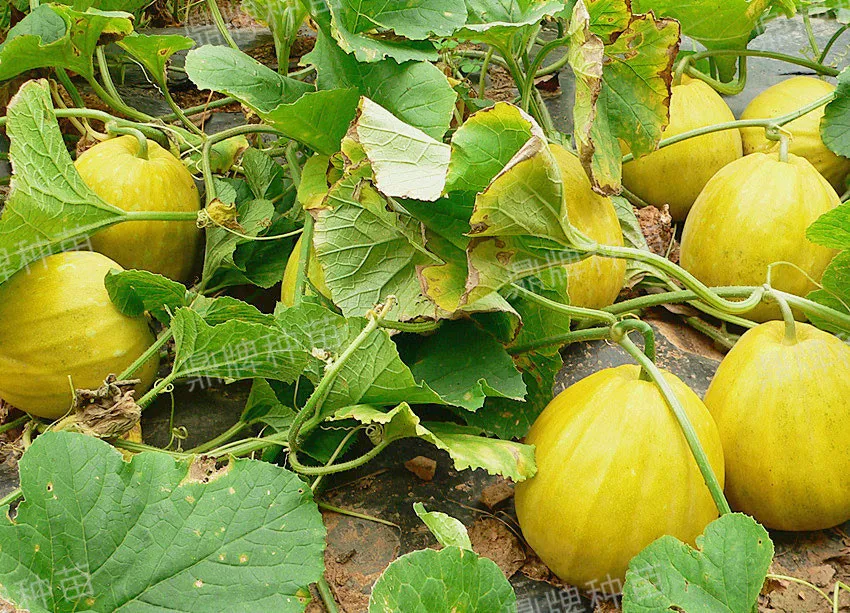 高溫季節(jié)種植甜瓜，什么品種最好？這個品種是秋季上市的專用品種