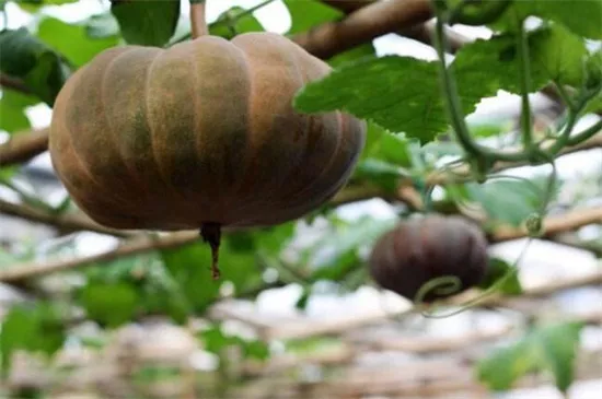 知道最甜最面的南瓜品種嗎？盤點十種有營養(yǎng)的甜面南瓜...