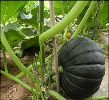 知道最甜最面的南瓜品種嗎？盤點十種有營養(yǎng)的甜面南瓜...