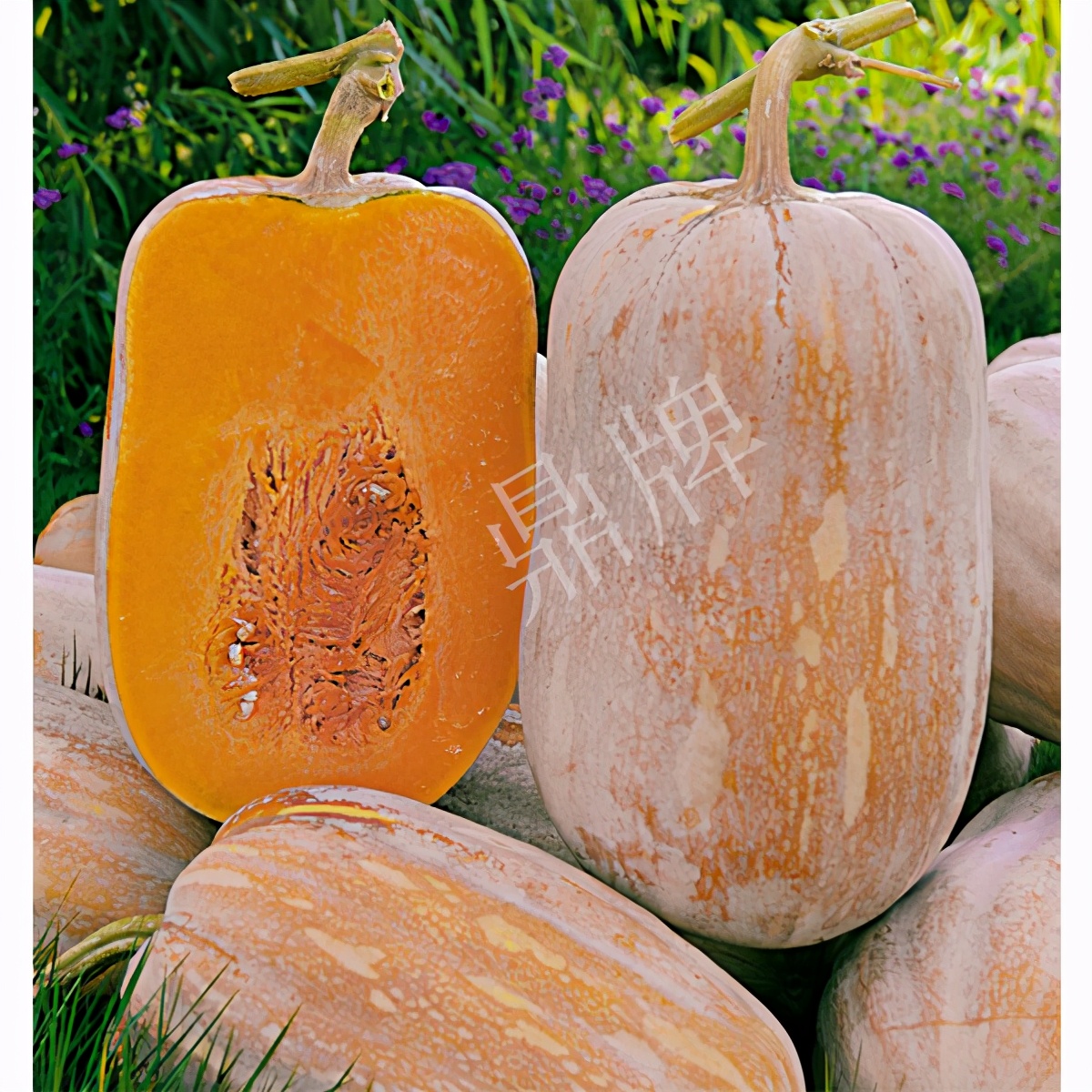 2020年，市面上的南瓜品種哪個(gè)口感最好、最甜、最值得種植？