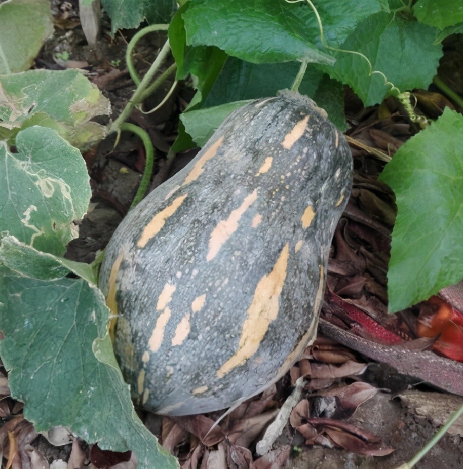 2020年，市面上的南瓜品種哪個(gè)口感最好、最甜、最值得種植？