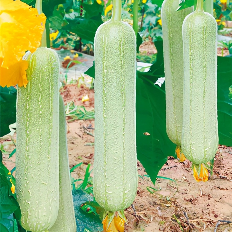 絲瓜新品種層不出窮，2021年，哪個絲瓜品種最值得種植？