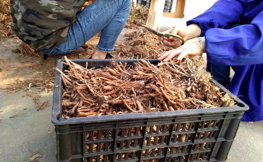 一斤接近20塊，原來(lái)它才是最火的國(guó)民蔬菜！全國(guó)都適種