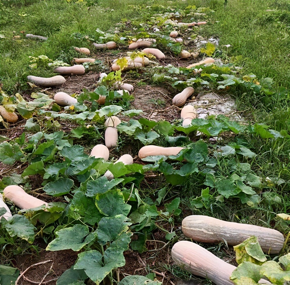 一位轉(zhuǎn)業(yè)后的特種兵，辦農(nóng)場種瓜菜，靠1個優(yōu)點(diǎn)，年賺200萬