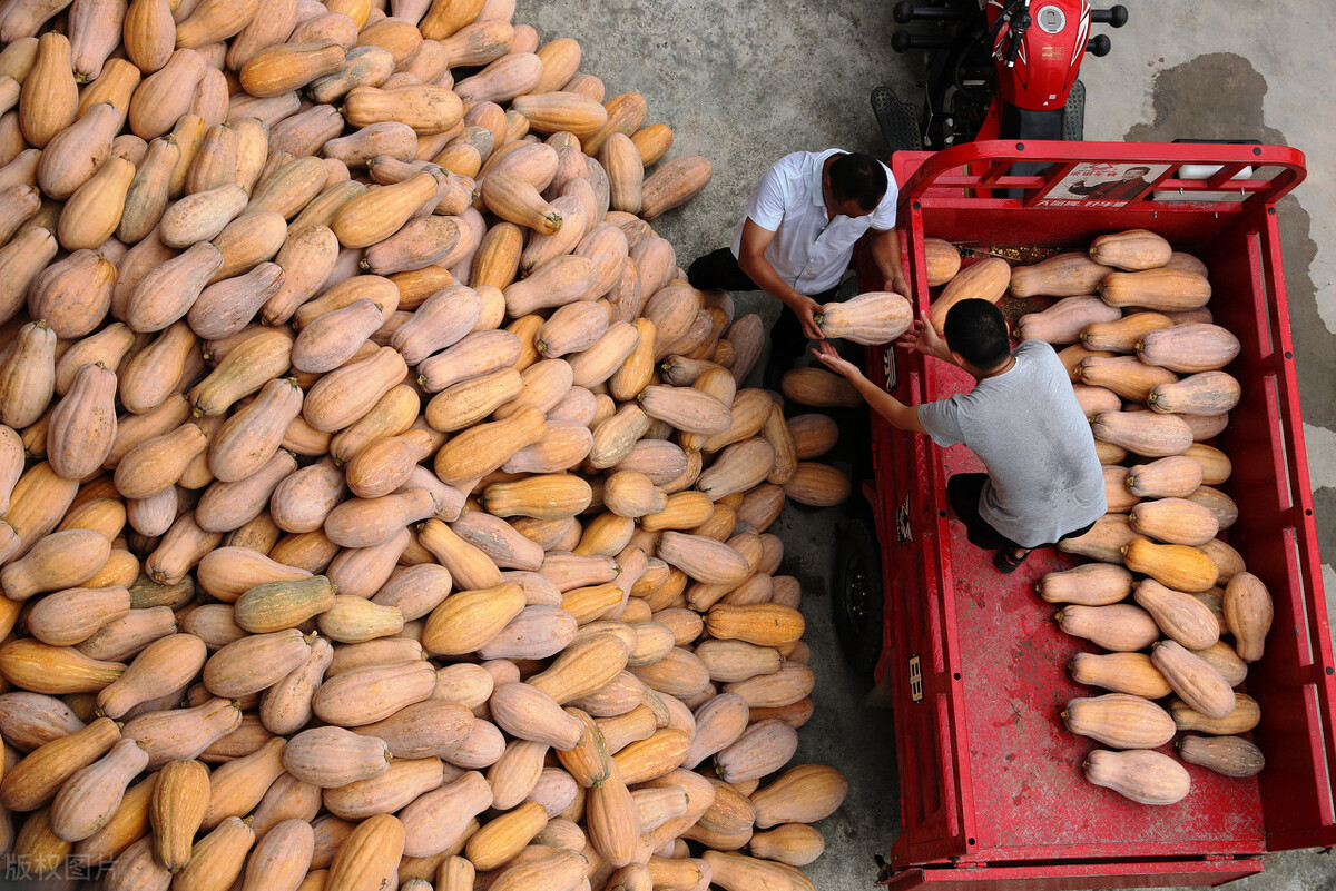 畝產(chǎn)6000公斤的南瓜上市，20年科研他就為打造1個(gè)爆款品種