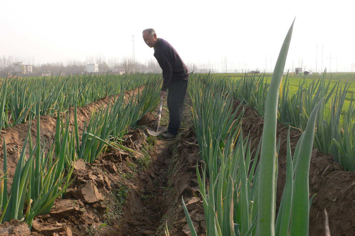 時隔三年，向錢蔥、姜你軍又來了，心動了嗎？來年你會換品種嗎？