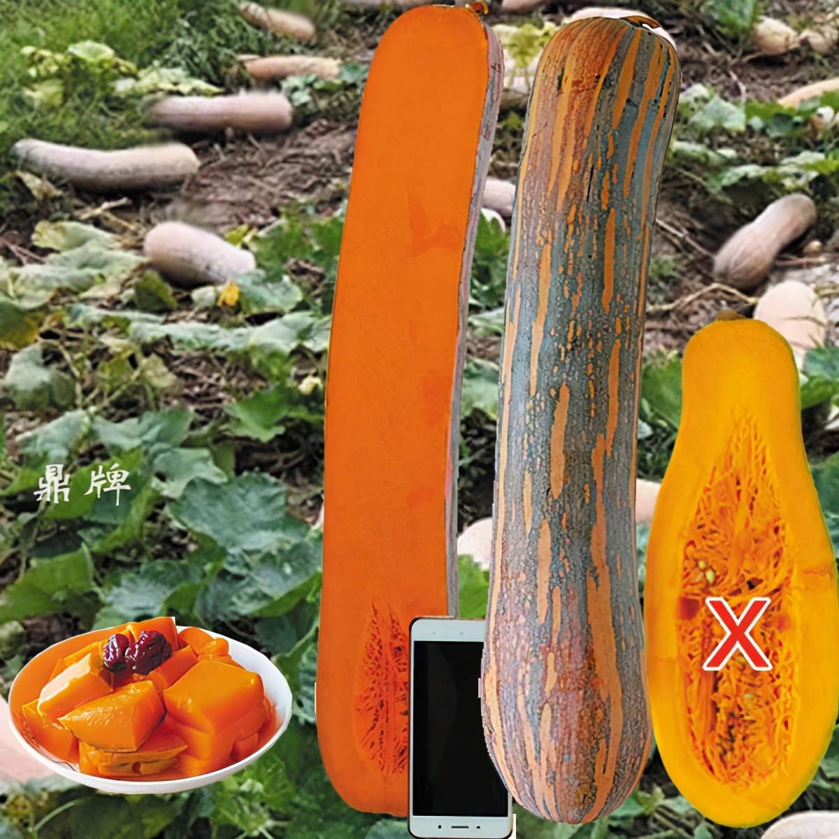 時隔三年，向錢蔥、姜你軍又來了，心動了嗎？來年你會換品種嗎？