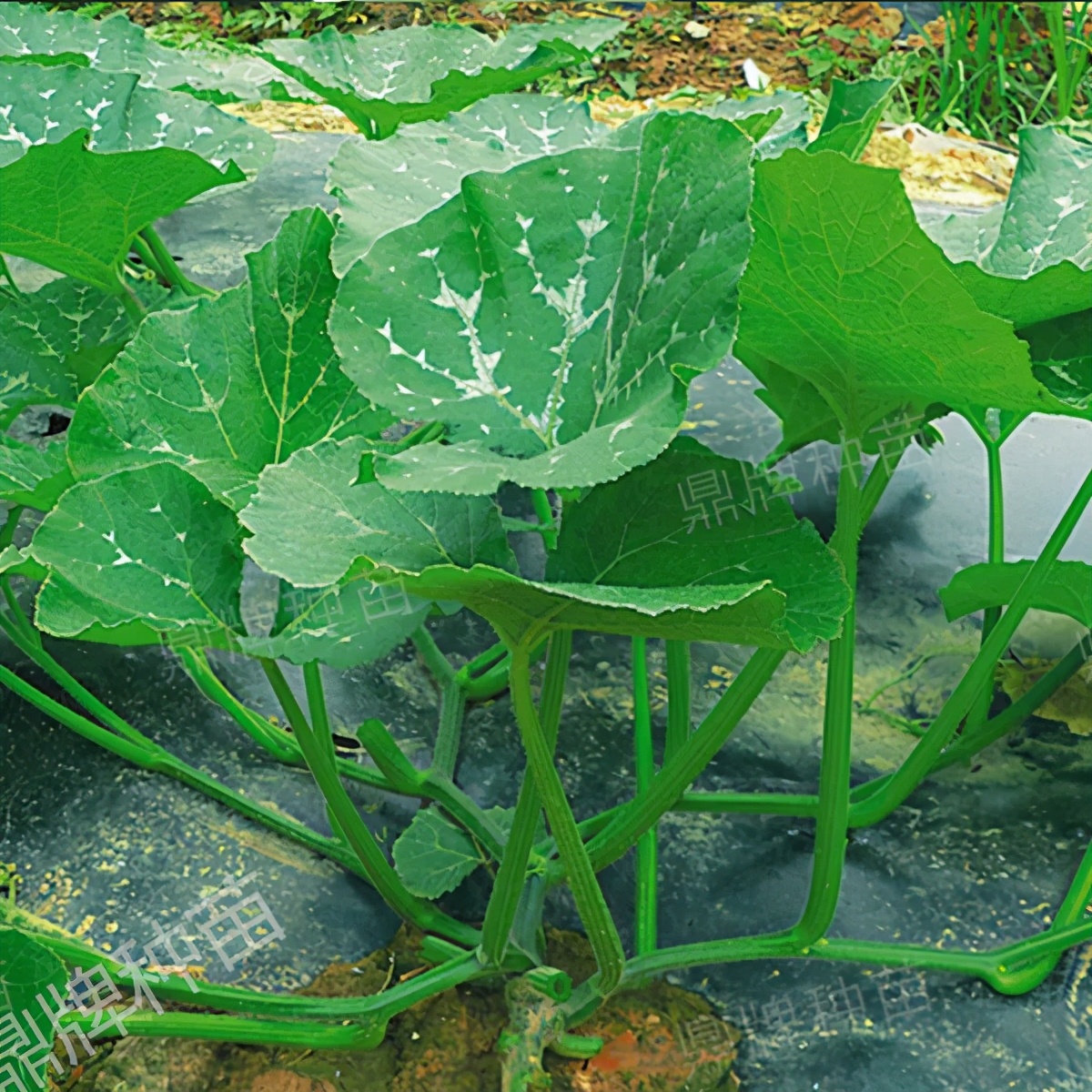 種這種綠葉菜，栽培輕松，畝產(chǎn)值過萬元，菜農(nóng)表示很劃算