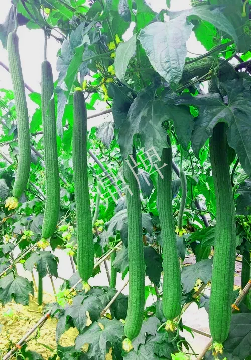 它是絲瓜種植戶的新選擇，節(jié)節(jié)有瓜，瓜長而不彎曲