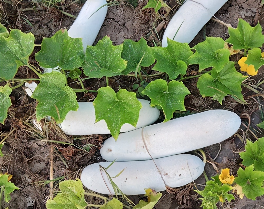 這個(gè)品種太優(yōu)秀了！耐儲(chǔ)耐運(yùn)，適合大面積種植，菜農(nóng)瓜販都喜歡