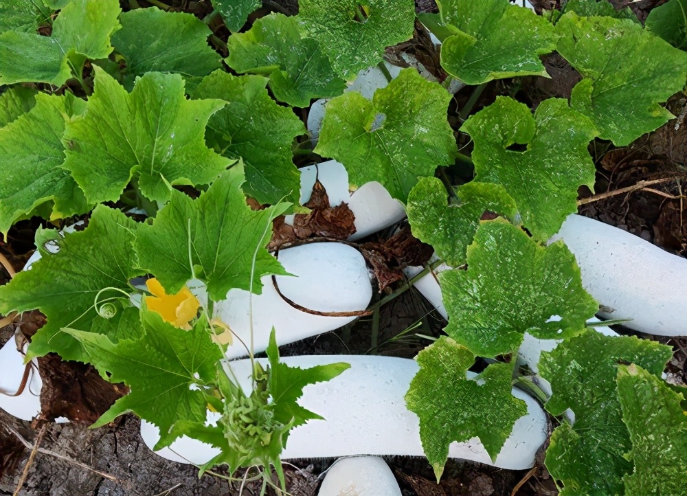 這個(gè)品種太優(yōu)秀了！耐儲(chǔ)耐運(yùn)，適合大面積種植，菜農(nóng)瓜販都喜歡