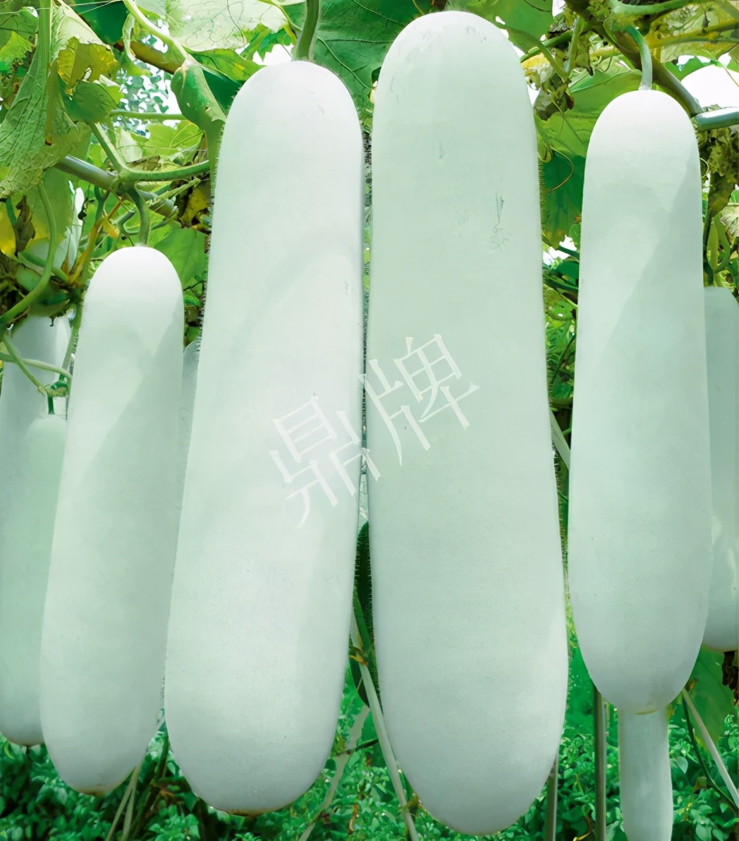 這個(gè)品種太優(yōu)秀了！耐儲(chǔ)耐運(yùn)，適合大面積種植，菜農(nóng)瓜販都喜歡