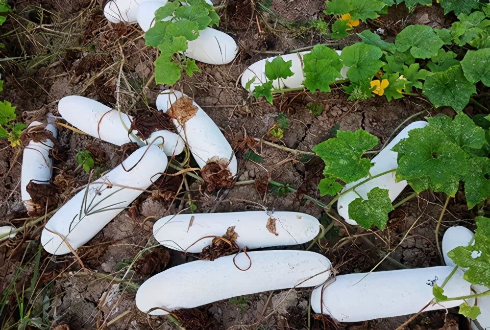 這個(gè)品種太優(yōu)秀了！耐儲(chǔ)耐運(yùn)，適合大面積種植，菜農(nóng)瓜販都喜歡