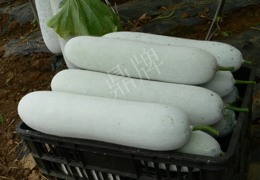 這個(gè)品種太優(yōu)秀了！耐儲(chǔ)耐運(yùn)，適合大面積種植，菜農(nóng)瓜販都喜歡
