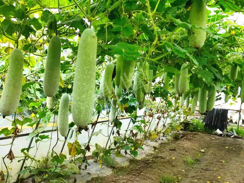 什么品種的冬瓜按個(gè)買？?jī)r(jià)格是同期黑皮冬瓜五倍