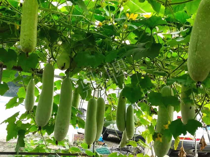 什么品種的冬瓜按個(gè)買？?jī)r(jià)格是同期黑皮冬瓜五倍