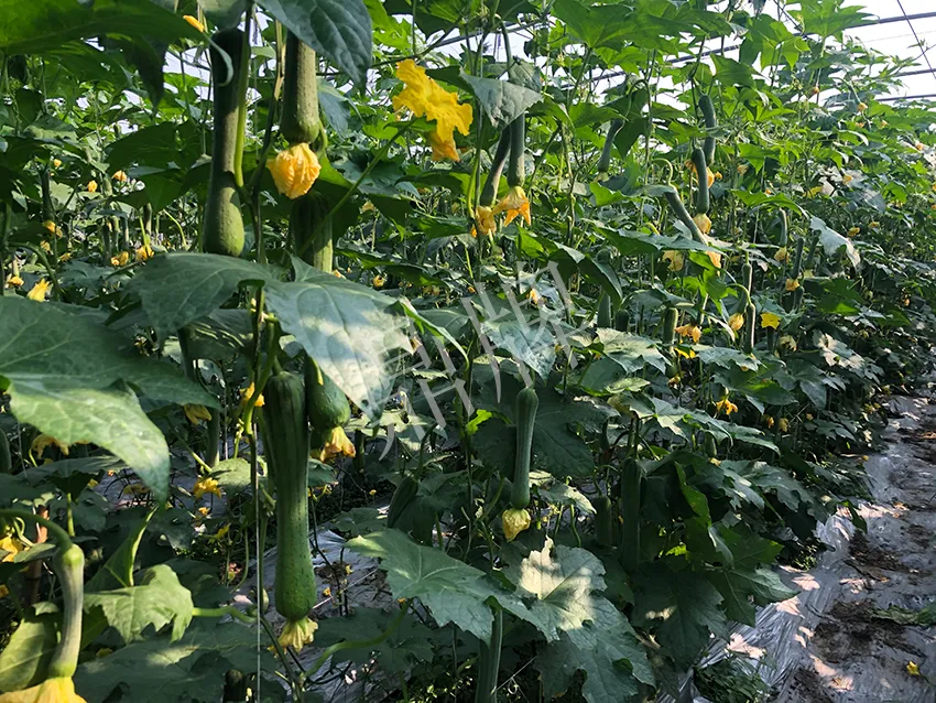 這個(gè)絲瓜怎么種都優(yōu)秀！賣(mài)價(jià)和產(chǎn)量都很高