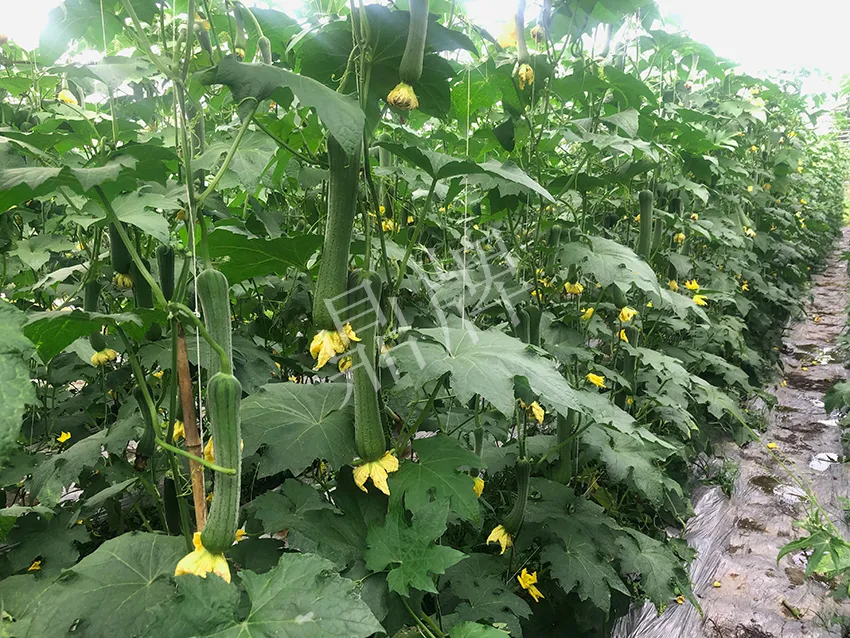 這個(gè)絲瓜怎么種都優(yōu)秀！賣(mài)價(jià)和產(chǎn)量都很高