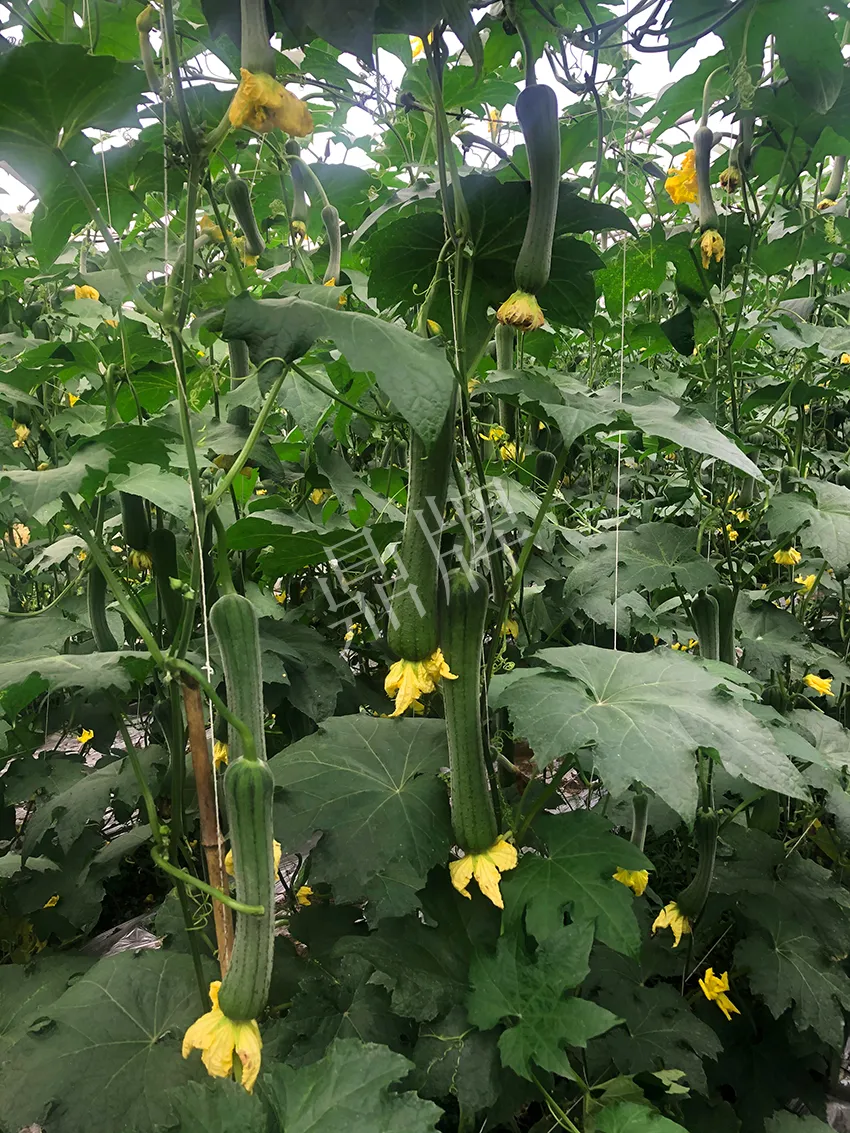 這個(gè)絲瓜怎么種都優(yōu)秀！賣(mài)價(jià)和產(chǎn)量都很高