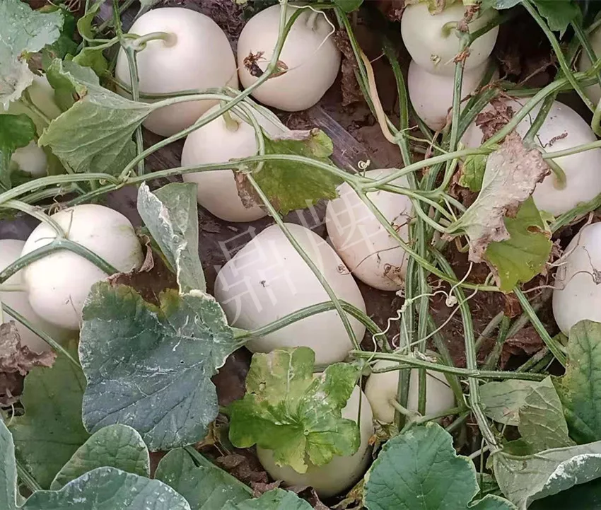 河南焦作的李向林今年種植甜瓜新品種，客戶直接拉貨走人