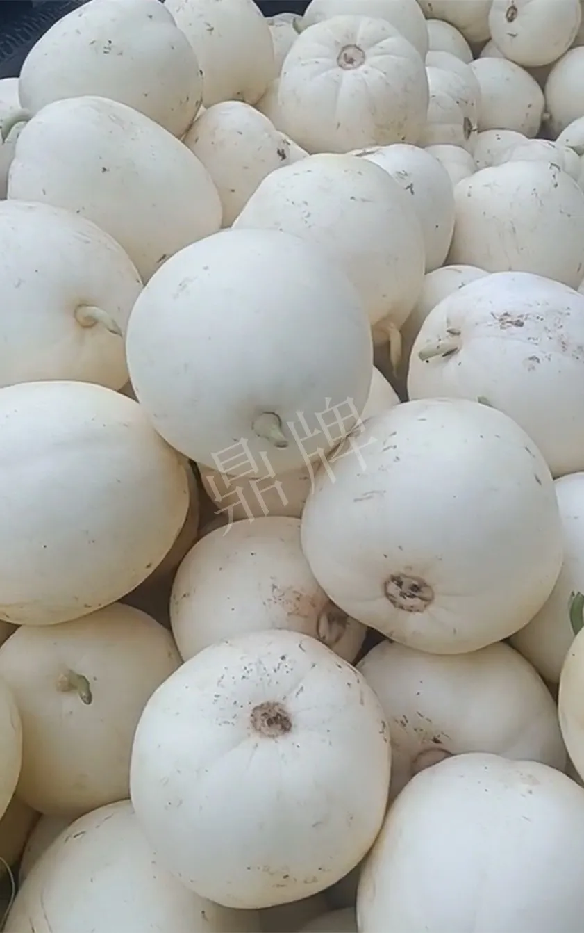 河南焦作的李向林今年種植甜瓜新品種，客戶直接拉貨走人