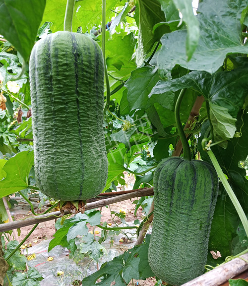 臺(tái)州的曾方明試種新品種，畝收入超過6萬元